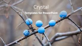  Presentation with thorns - Audience pleasing slides consisting of branch-of-thorns-with-berries backdrop and a gray colored foreground