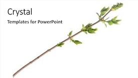  Presentation with olive tree branch ripe - Presentation theme consisting of branch of tree with buds background and a white colored foreground
