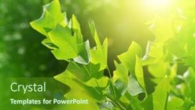  Presentation with green tree - PPT layouts with branch-of-tulip-tree-liriodendron background and a tawny brown colored foreground