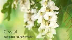  Presentation with white flowers - Presentation theme consisting of branch-of-white-acacia-flowers background and a yellow colored foreground