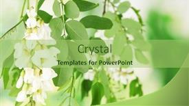  Presentation with white flowers - PPT theme with branch-of-white-acacia-flowers background and a mint green colored foreground