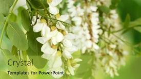  Presentation with white flowers - Colorful theme enhanced with branch-of-white-acacia-flowers backdrop and a yellow colored foreground