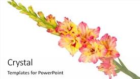  Presentation with purple teal yellow pink and orange - Amazing slide set having branch of yellow-pink gladiolus backdrop and a white colored foreground