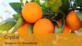  Presentation with green tree - Beautiful PPT layouts featuring branch orange tree fruits green backdrop and a gold colored foreground