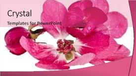  Presentation with sakura - Colorful presentation theme enhanced with branch pink blossom sakura close up macro shot isolated on a white background backdrop and a coral colored foreground