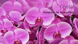  Presentation with orchid - Presentation theme enhanced with branch-pink-orchid-flower-background background and a lilac colored foreground