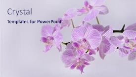  Presentation with pink flowers - Presentation theme having branch-pink-orchid-flowers-isolated background and a lemonade colored foreground