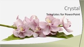  Presentation with banana - Cool new PPT theme with branch pink orchid on banana leaf backdrop and a white colored foreground