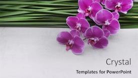 Presentation with pink and green nature - Presentation theme featuring branch-pink-orchid-with-green background and a light gray colored foreground