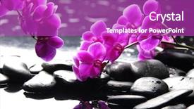  Presentation with orchid - Audience pleasing slide deck consisting of branch purple orchid flower backdrop and a purple colored foreground