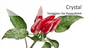  Presentation with peppers - PPT theme enhanced with branch red decoration peppers isolated on white background background and a white colored foreground