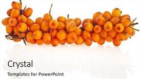  Presentation with berries - Slides featuring branch ripen sea buckthorn berries hippophae rhamnoides close up isolated on white background background and a cream colored foreground