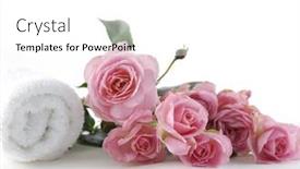  Presentation with roll - Colorful theme enhanced with branch-rose-with-soft-roll backdrop and a white colored foreground
