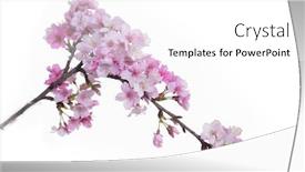  Presentation with cherry blossom - Audience pleasing slides consisting of branch-sakura-cherry-blossom-isolated backdrop and a white colored foreground