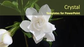  Presentation with green leaf - Slides with branch-white-gardenia-and-green background and a tawny brown colored foreground