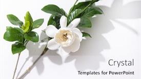  Presentation with branch - Amazing slide deck having branch-white-gardenia-leaves-isolated backdrop and a sky blue colored foreground
