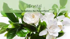  Presentation with stem - Slides with branch-white-gardenia-with-leaves background and a mint green colored foreground