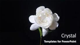  Presentation with stem - Slide deck enhanced with branch-white-gardenia-with-stem background and a black colored foreground