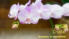  Presentation with orchid - Slide deck with branch-white-orchid-flower background and a tawny brown colored foreground