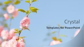  Presentation with pink flowers - PPT layouts with branch-with-beautiful-pink-flowers background and a light blue colored foreground