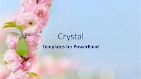  Presentation with pink flowers - Colorful presentation design enhanced with branch-with-beautiful-pink-flowers backdrop and a sky blue colored foreground