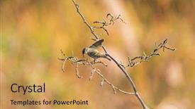  Presentation with brown and yellow - Presentation theme having yellow-browed warbler leaf warber background and a yellow colored foreground