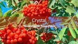  Presentation with branch - Presentation design featuring branch-with-bright-red-rowanberries background and a crimson colored foreground