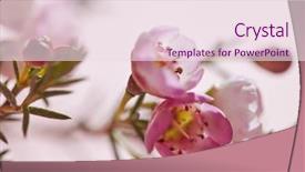  Presentation with pink flowers - PPT theme enhanced with branch with buds and pink background and a lemonade colored foreground