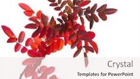  Presentation with autumn leaves - Amazing PPT theme having branch-with-colorful-autumn-leaves backdrop and a white colored foreground