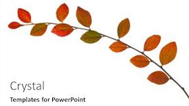  Presentation with autumn leaves - Presentation with branch-with-colorful-autumn-leaves background and a white colored foreground