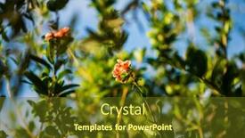  Presentation with blurred flowers - Presentation theme with branch-with-flowers-of-pomegranate background and a tawny brown colored foreground