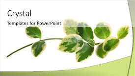  Presentation with chemistry leaves green leaf - PPT theme featuring branch with green leaves isolated background and a  colored foreground