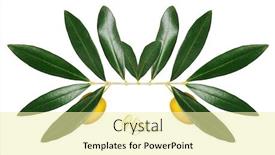  Presentation with branch - Colorful presentation enhanced with branch with green olives isolated backdrop and a blonde colored foreground