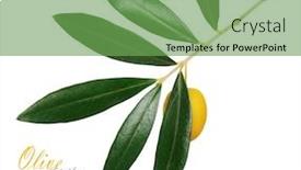  Presentation with white green - Beautiful presentation theme featuring branch with green olives isolated backdrop and a seafoam green colored foreground