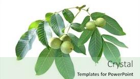  Presentation with green leaves - PPT theme featuring branch-with-leaves-and-green background and a seafoam green colored foreground