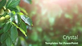  Presentation with walnut - Presentation theme enhanced with branch-with-leaves-and-green background and a tawny brown colored foreground