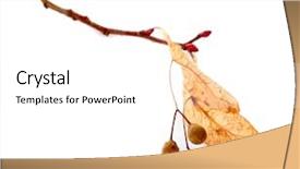  Presentation with peas - Amazing PPT theme having branch with leaves and peas isolated on white backdrop and a white colored foreground