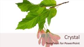  Presentation with maple - Beautiful theme featuring branch with leaves and seed backdrop and a lemonade colored foreground
