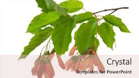  Presentation with maple leaves - Theme having branch with leaves and seed background and a lemonade colored foreground