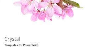  Presentation with light pink - Amazing presentation design having branch-with-light-pink-flowers backdrop and a white colored foreground