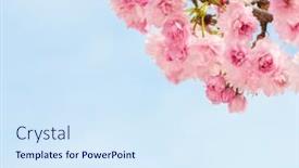  Presentation with pink sky - PPT theme consisting of branch-with-light-pink-sakura background and a sky blue colored foreground
