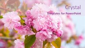  Presentation with light pink - Presentation theme consisting of branch-with-light-pink-sakura background and a lemonade colored foreground