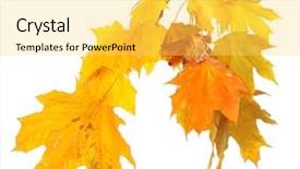  Presentation with maple leaves - Theme having branch with maple leaves isolated background and a  colored foreground