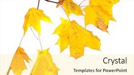  Presentation with green maple leaves - Audience pleasing presentation consisting of branch with maple leaves isolated backdrop and a  colored foreground