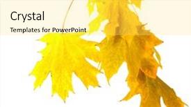  Presentation with maple leaves - Cool new PPT theme with branch with maple leaves isolated backdrop and a  colored foreground