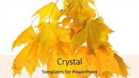  Presentation with green maple leaves - PPT theme featuring branch with maple leaves isolated background and a  colored foreground