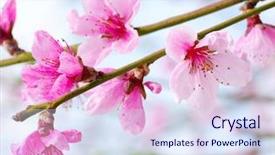  Presentation with pink and white roses country - PPT theme consisting of branch with pink blossoms isolated background and a sky blue colored foreground