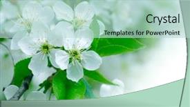  Presentation with pink and white - Beautiful presentation design featuring branch with pink blossoms isolated backdrop and a soft green colored foreground