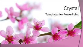  Presentation with pink white - Presentation design consisting of zen temple kinkakuji golden pavilion background and a light gray colored foreground