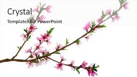  Presentation with pink white - Presentation with branch with pink blossoms isolated background and a white colored foreground